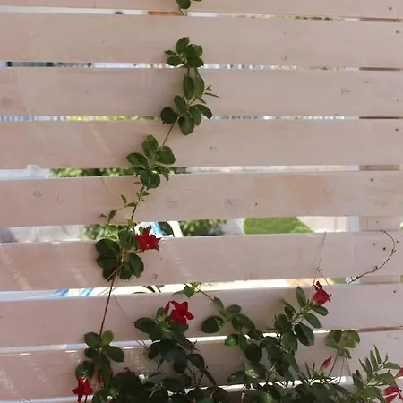 Colittacarrafa * 加拉托内