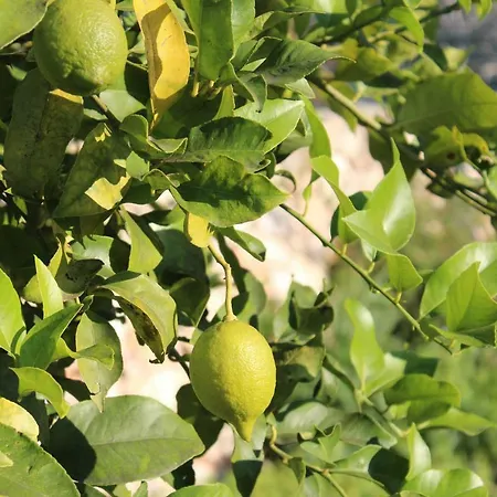 别墅 Colittacarrafa 加拉托内