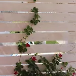 Colittacarrafa * Galatone