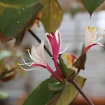 Colittacarrafa Villa