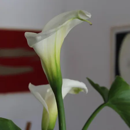 Colittacarrafa וילה