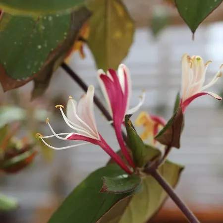 Colittacarrafa Willa