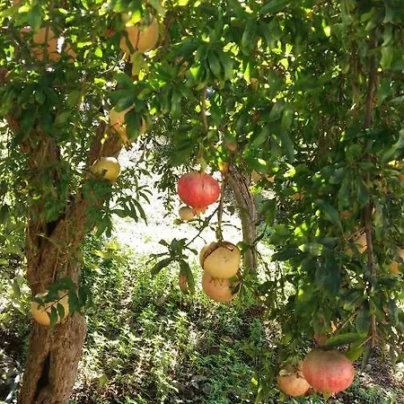 Colittacarrafa Willa